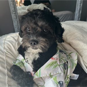 Meet your Posher, Alexia